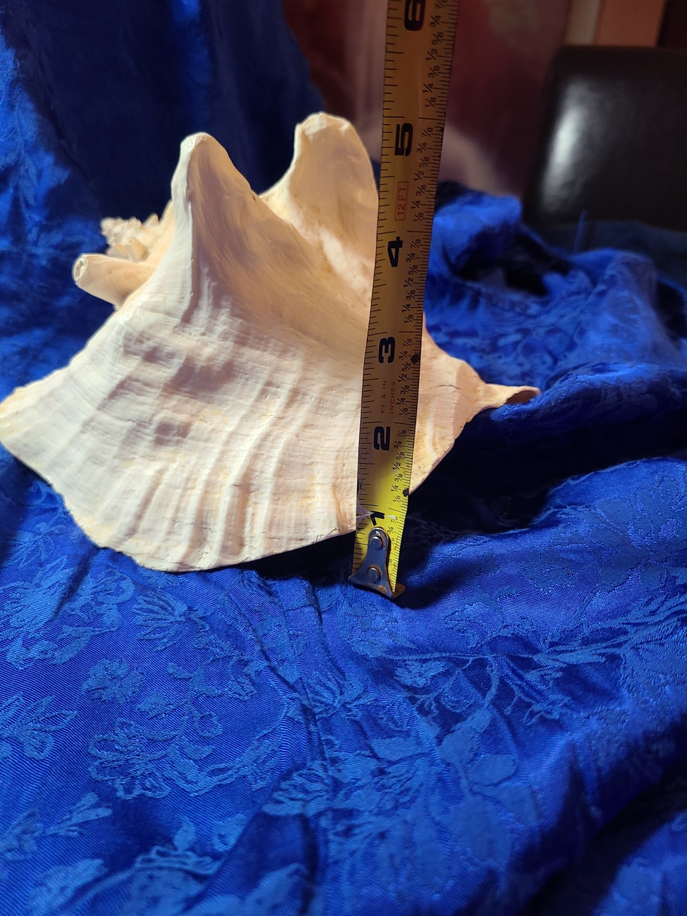 Vintage White Conch Shell Accent - Picture 8 of 9